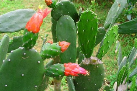 仙人掌怎么养才能开花