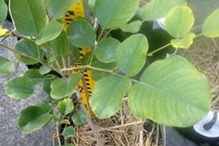 小叶紫檀树怎么养