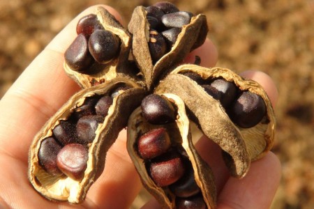 牡丹种子什么时候种最好