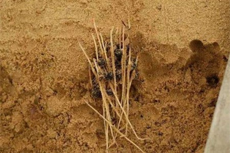 牡丹种子什么时候种最好