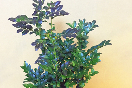 小叶紫檀树怎么养