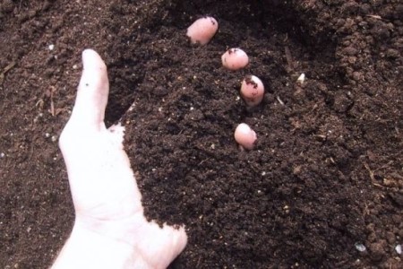 植物一帆风顺怎么养