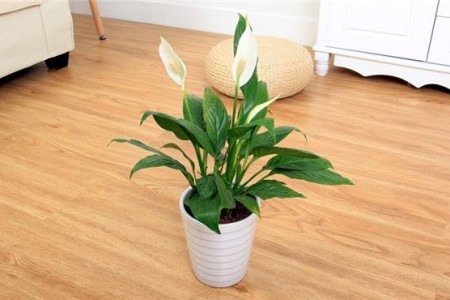 植物一帆风顺怎么养