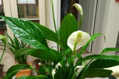 植物一帆风顺怎么养