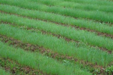 洋葱几月份育苗