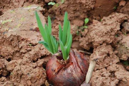 洋葱几月份育苗