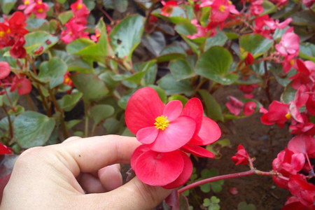 四季海棠的养殖办法和注意些什么