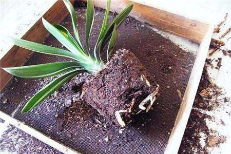 君子兰什么时候换盆