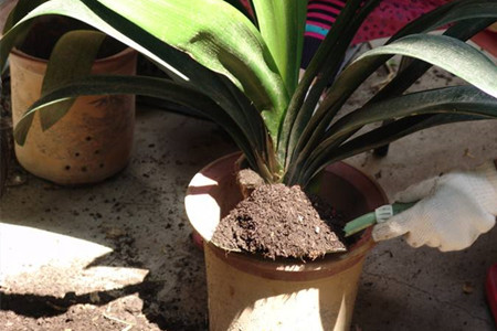 君子兰什么时候换盆