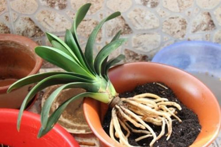 君子兰什么时候换盆