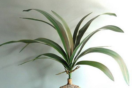 进口朱顶红开完花后怎么养