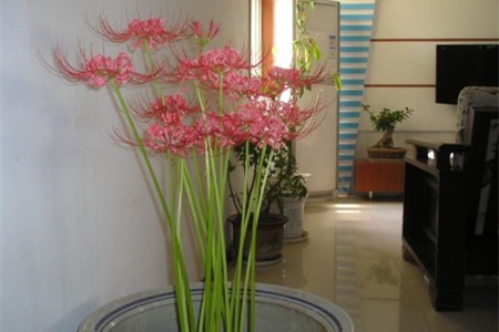 曼珠沙华怎么养