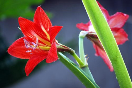 进口朱顶红开完花后怎么养