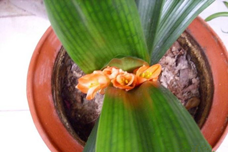 君子兰夹箭应急小妙招