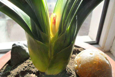 君子兰夹箭应急小妙招