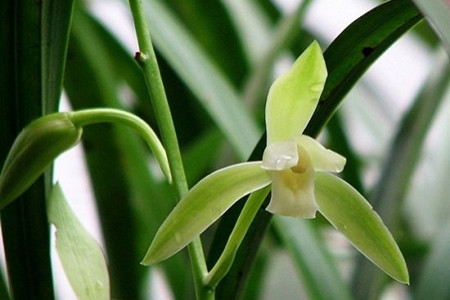 国兰盆栽怎么养