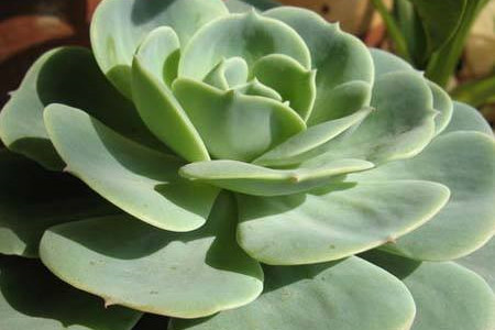 厚脸皮的养殖办法