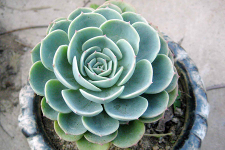 厚脸皮的养殖办法