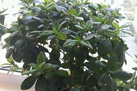 杜鹃热天怎么养