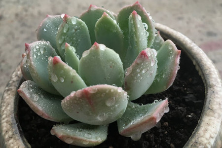 多肉格林怎么养