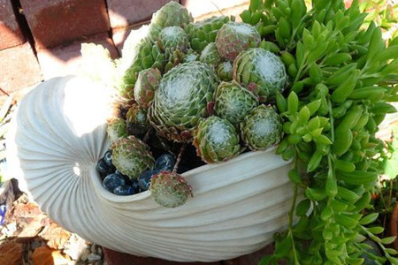 夏天怎么养肉肉