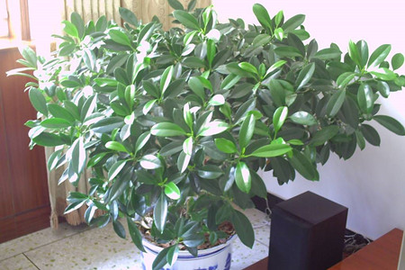 非洲茉莉冬天怎么养