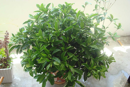 非洲茉莉冬天怎么养