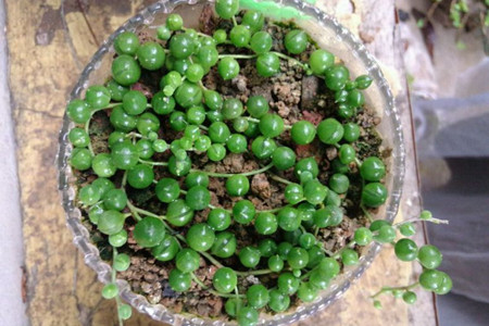 佛珠怎么养才爆盆