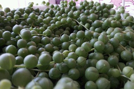 佛珠怎么养才爆盆