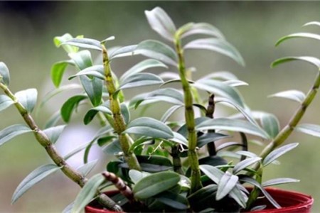 石斛的养殖办法