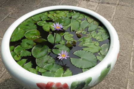 睡莲怎么养才能开花