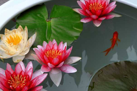 睡莲怎么养才能开花