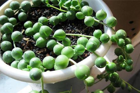 多肉佛珠怎么养