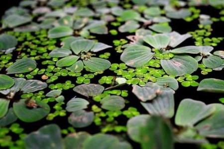 浮萍怎么养