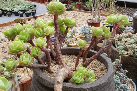 多肉植物怎么养成老桩