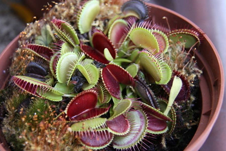捕蝇草冬季怎么养