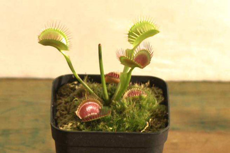 捕蝇草冬季怎么养