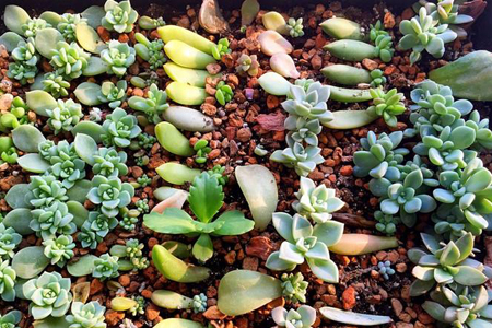 多肉需要怎么养