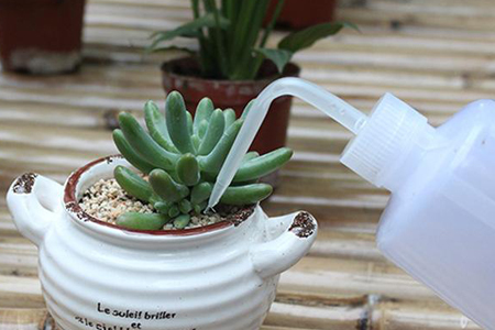 多肉需要怎么养