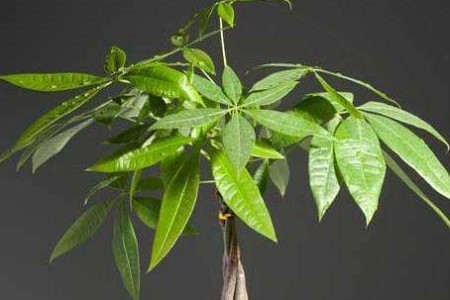 发财树小苗怎么养