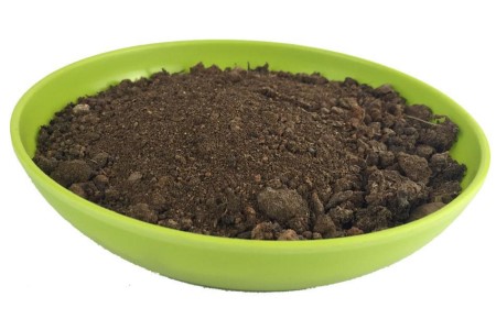 发财树小苗怎么养