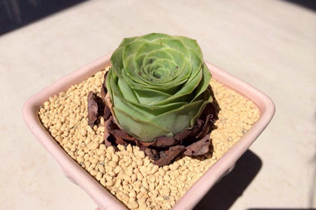 多肉山地玫瑰怎么养