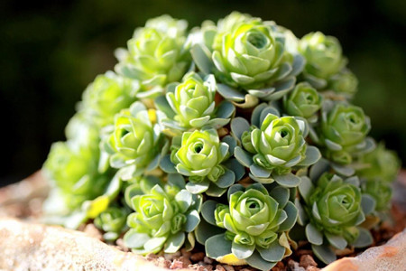 多肉山地玫瑰怎么养