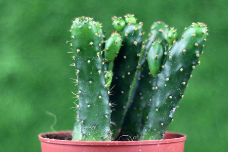 招财手植物怎么养