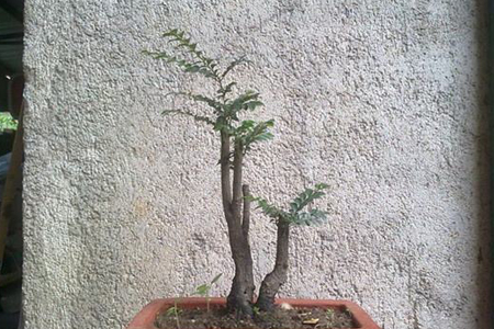 黑骨茶盆景怎么养护