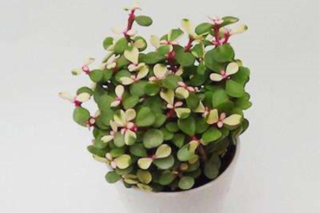 多肉雅乐之舞怎么养