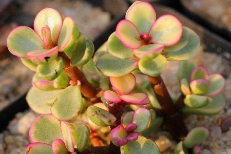 多肉雅乐之舞怎么养