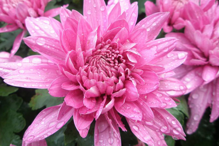 菊花夏天怎么养