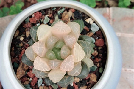 琥珀玉露怎么养