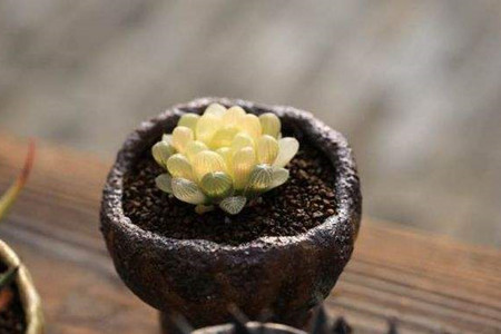 琥珀玉露怎么养